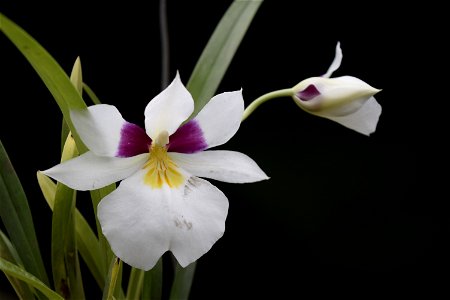 Orquidea Flor photo