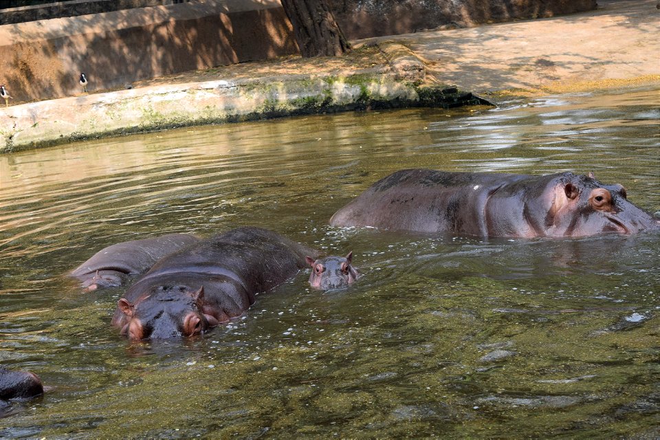 Hippopotamus amphibius