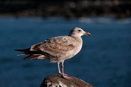 Seagull photo