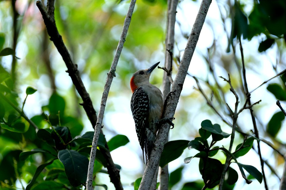 Woodpecker, Venice Florida