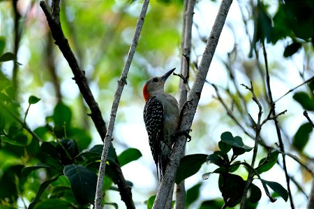 Woodpecker, Venice Florida photo