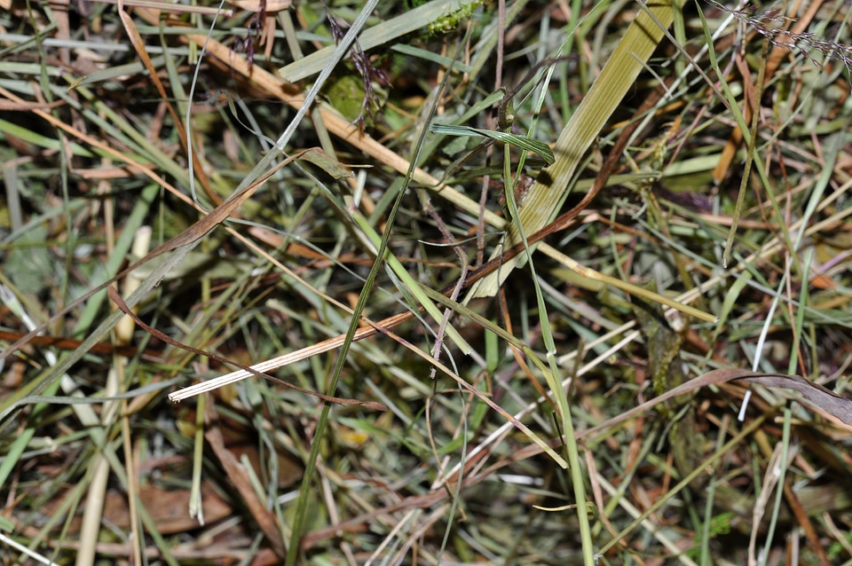 Dried grass close up texture