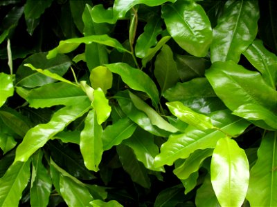 Green leaves photo