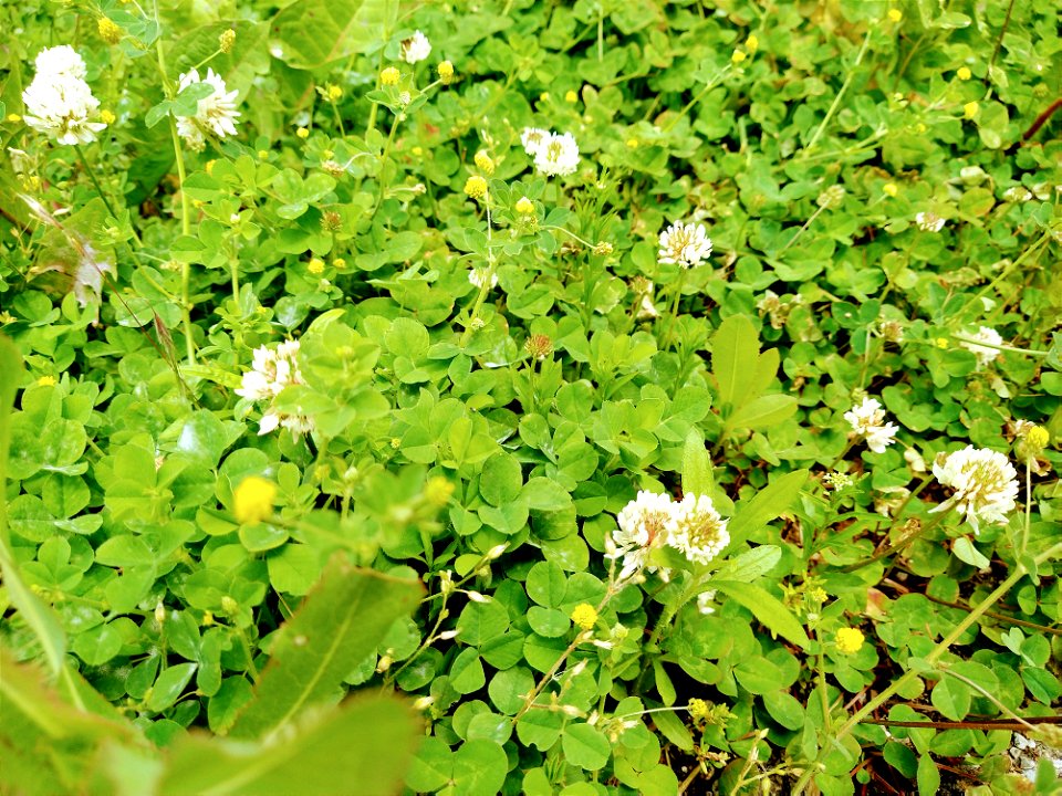 clover white flower grouncover