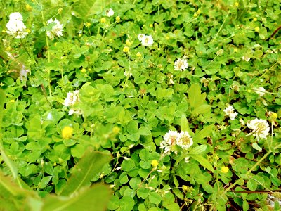clover white flower grouncover