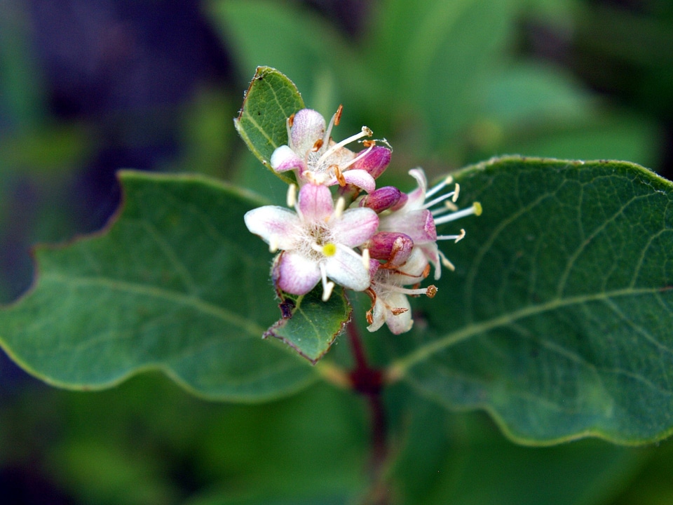 Spreading Dogbane wildflower