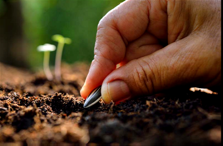 Panting Seed