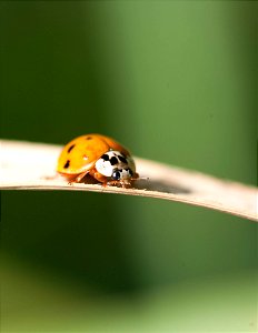 Coccinelle photo