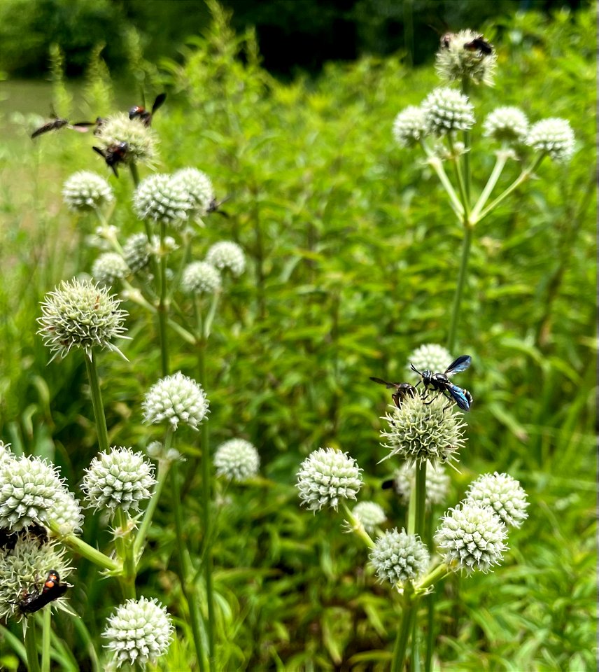 Noble Scolid Wasps and Thick-headed Fly on Eryngium yuccifolium