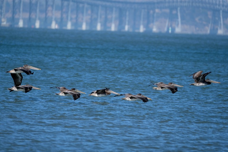 Brown Pelicans, Corte Madera, California