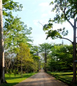 Jardin du père Gillet à Kisantu