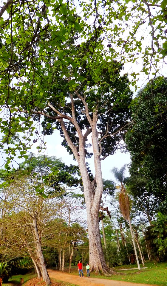 Jardin du père Gillet à Kisantu
