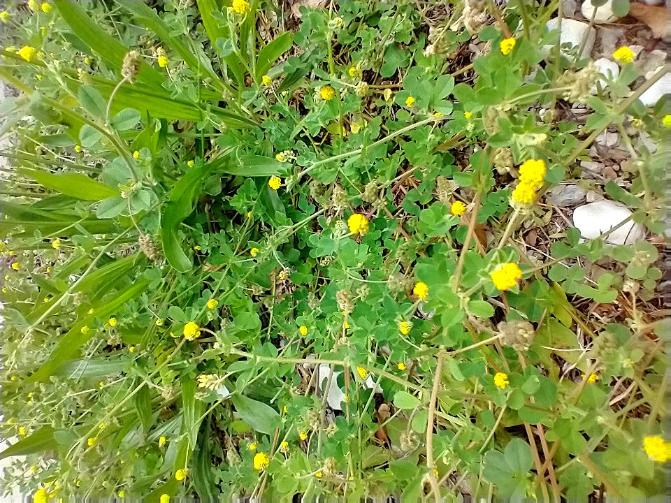 yellow flowers tiny groundcover clover