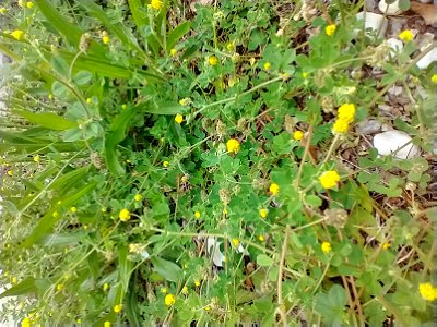 yellow flowers tiny groundcover clover