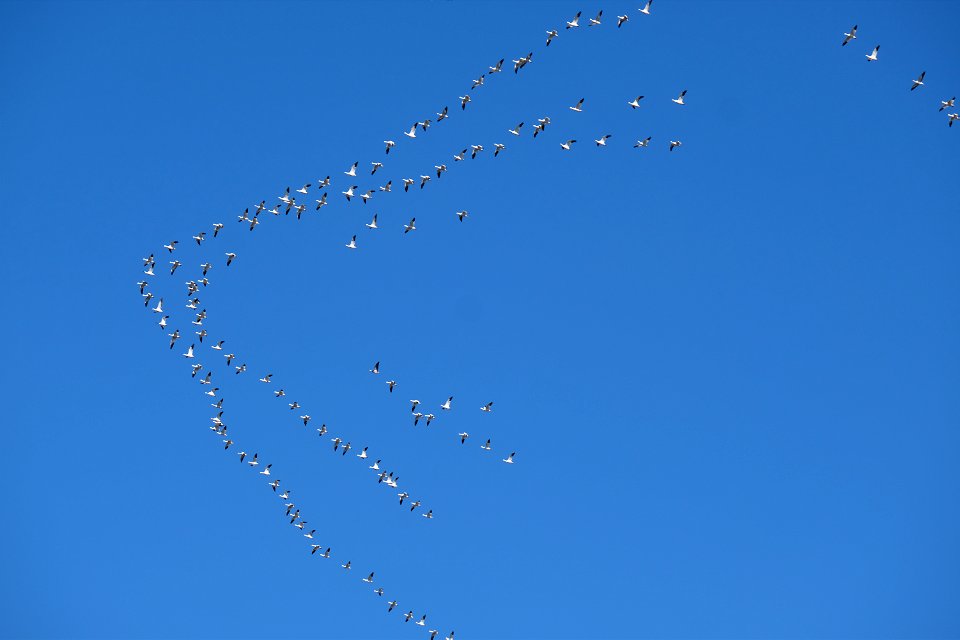 Yolo Bypass Wildlife Area - Pacific Flyover, Snow Geese photo