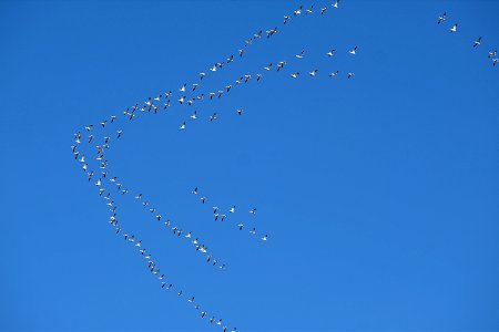 Yolo Bypass Wildlife Area - Pacific Flyover, Snow Geese