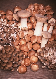 Different types of edible mushrooms on wooden table. photo