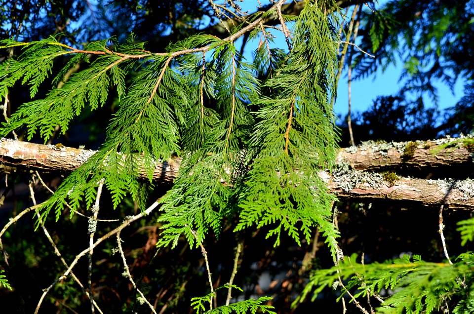 leaves and branches and a bit of sky