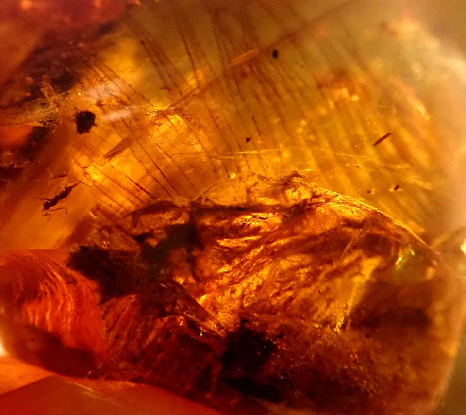 feathered dino in Cretaceous amber