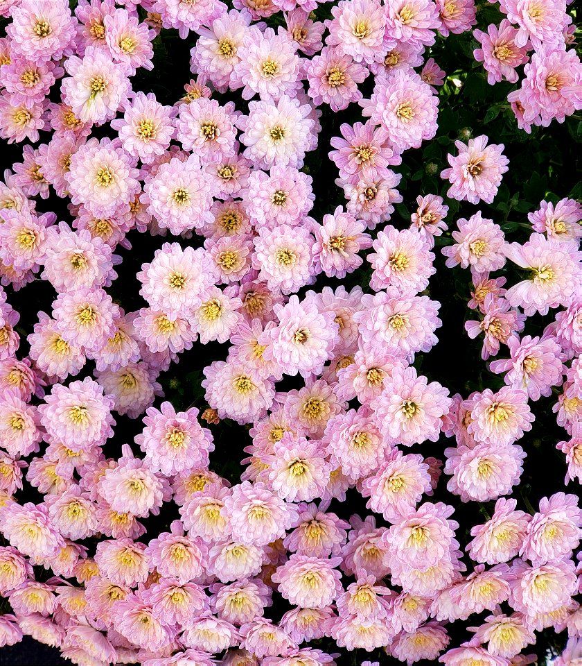 Chrysanthemum flowers