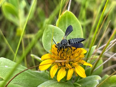 Sharp-tailed Bee on Borrichia