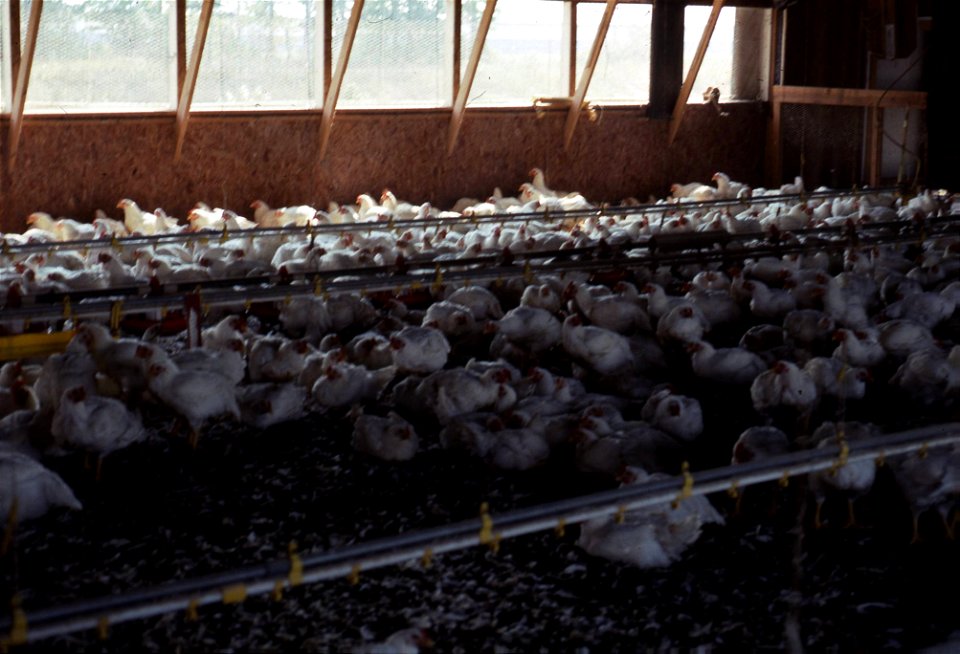 Agriculture - Chicken House, Interior
