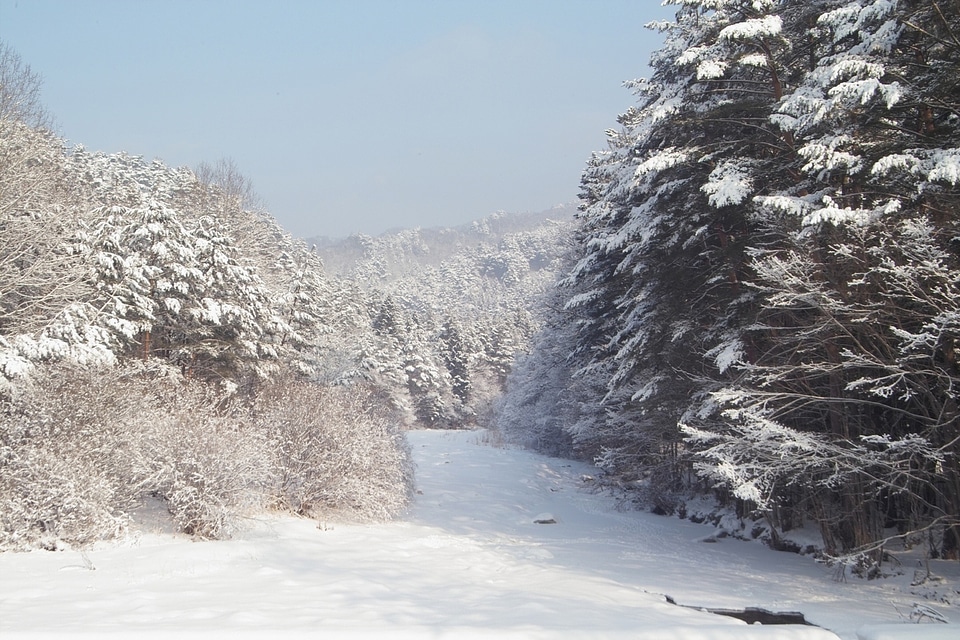 bushes in snow photo