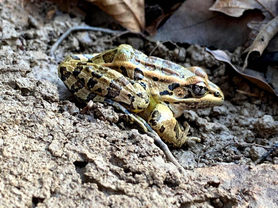 Pickerel Frog (Lithobates palustris)