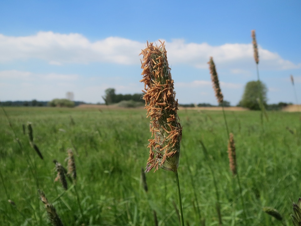 Close to a blade of blooming grass Alopecurus pratensis