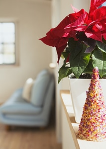 Beautiful poinsettia. red christmas flower