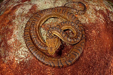 Morelia imbricata (South Western Carpet Pythn)