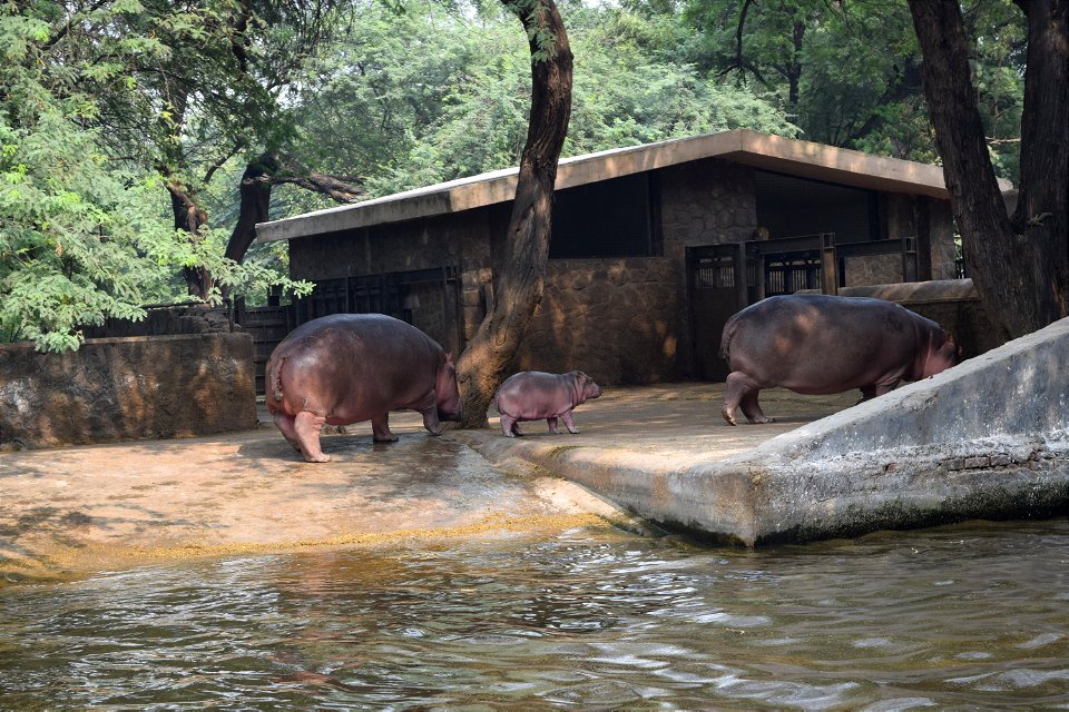 Hippopotamus amphibius