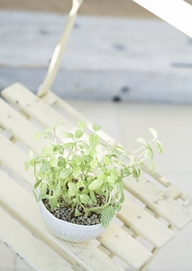 Plant in pot on chair