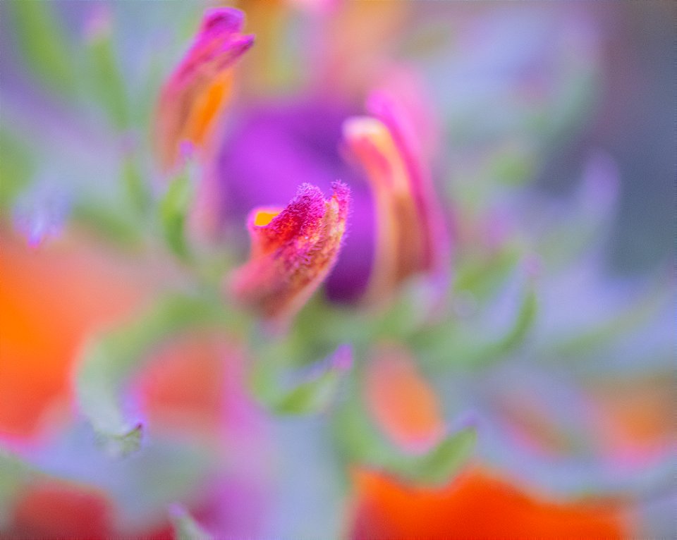 Stanley Park Flower edits from Vancouver Canada