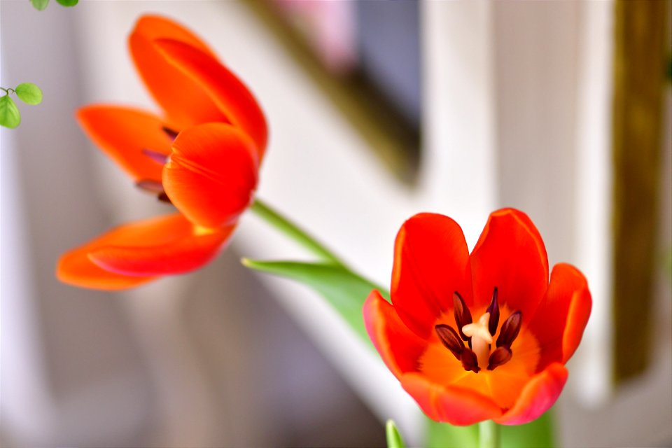 tulips