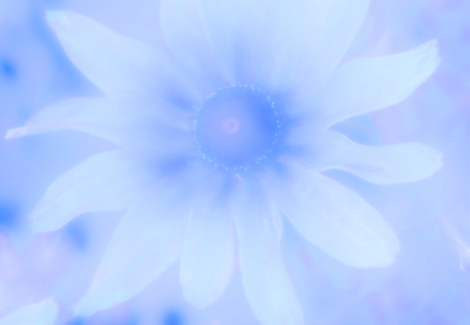 Stanley Park Flower edits from Vancouver Canada