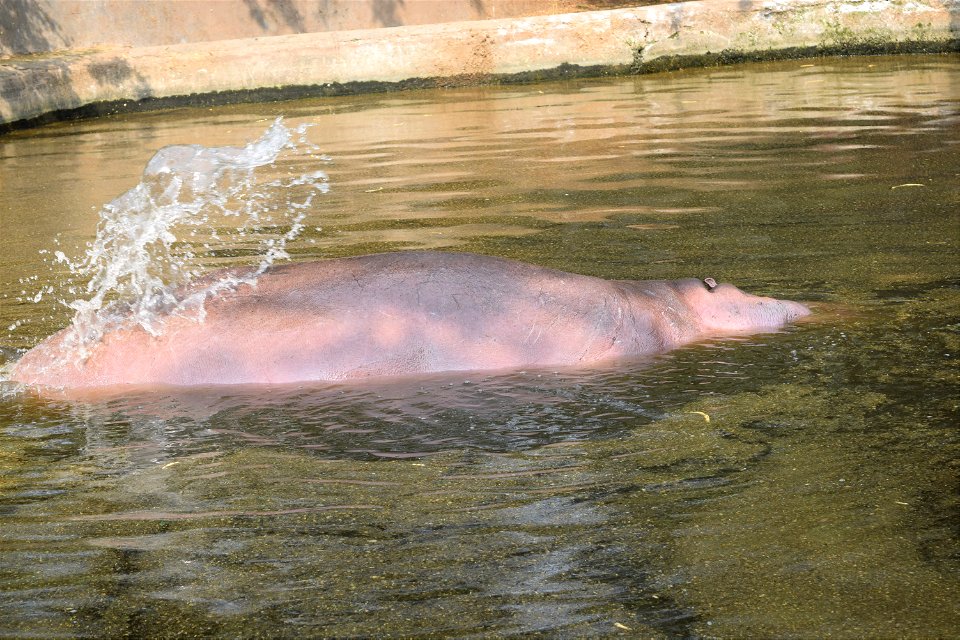 Hippopotamus amphibius