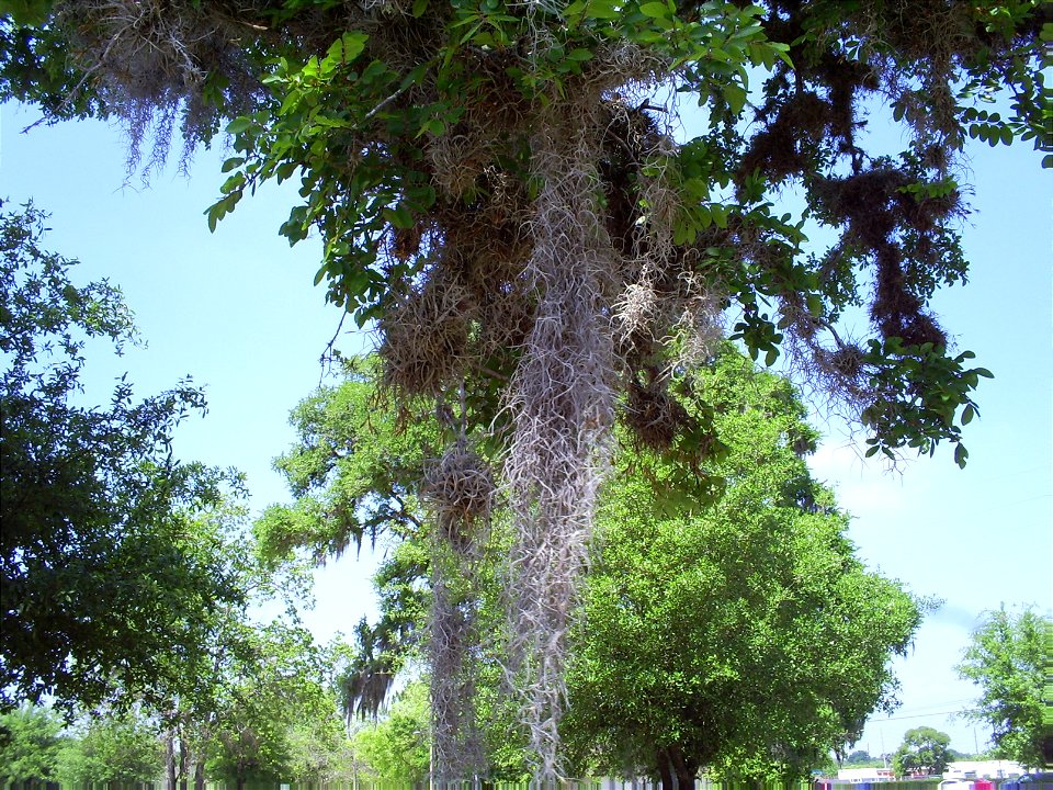 Air fern