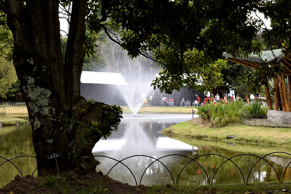 Arbol Jardin Botanico