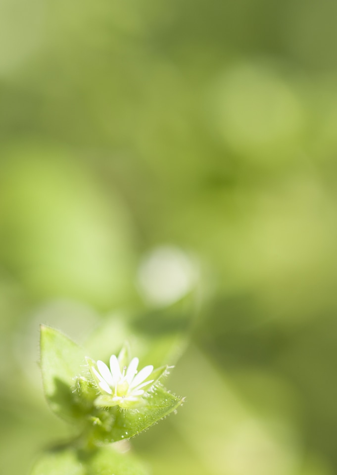 Daisies in a field. Flower background. Small depth of field