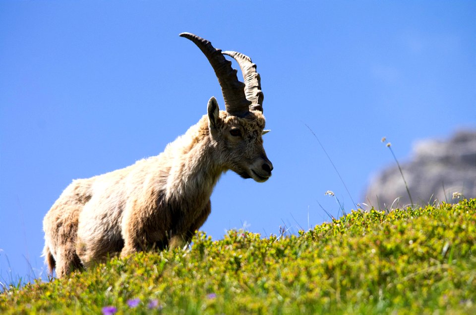 Bouquetin au col de la colombière