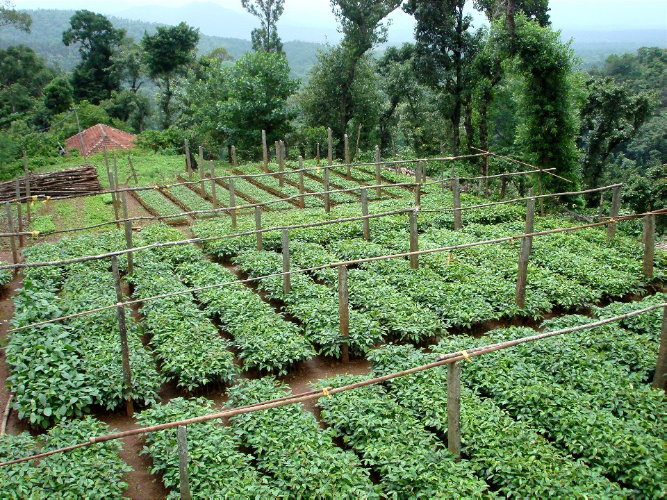 Coffee nursery
