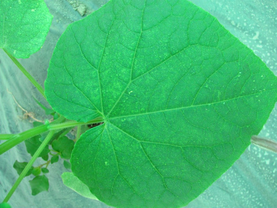 Spider mites on cucumber
