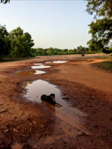 Dog enjoying a puddle