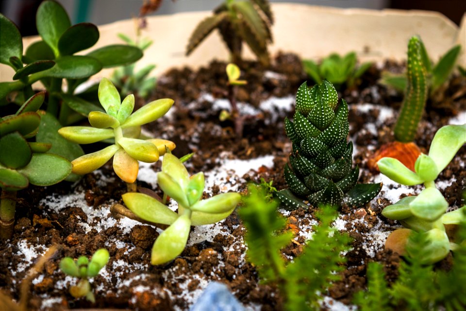 Plantinhas Pequenas