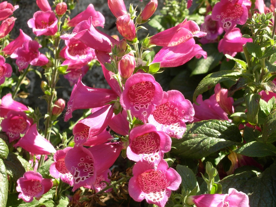 Foxglove - Digitalis purpurea Camelot Rose