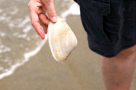Person Holding a Clam Shell at The Beach photo
