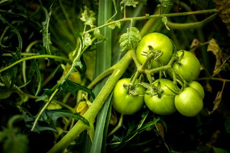 Tomate verde no pé