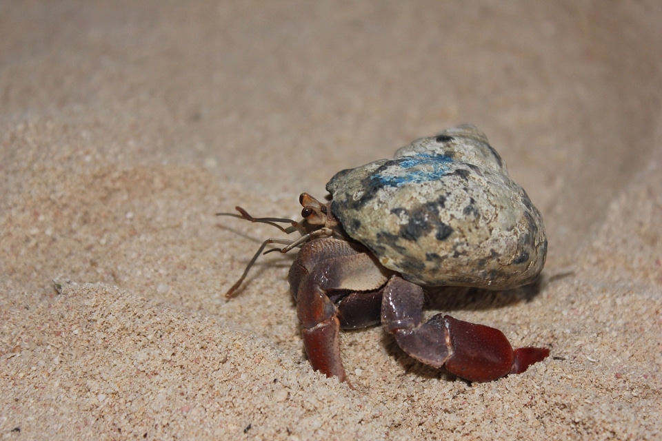 Marine shell crustacean photo