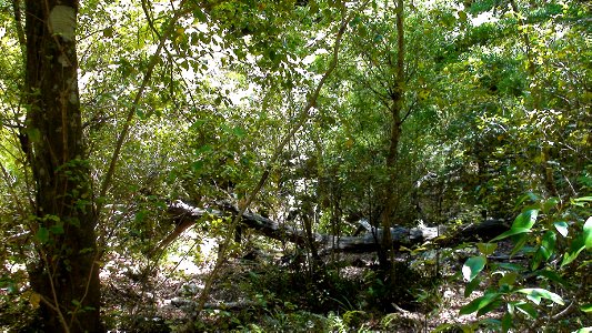 Birch forest